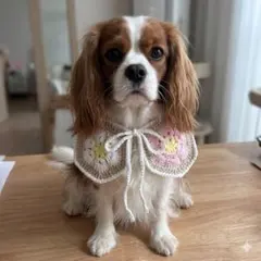 ペット用　つけ襟　スタイ　ハンドメイド