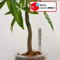 2026年最新】パキラ 斑入り 実生の人気アイテム - メルカリ