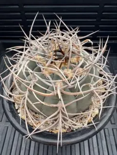 2026年最新】光琳玉の人気アイテム - メルカリ