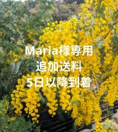 Maria様