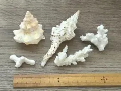 天然 珊瑚 貝殻 5点セット