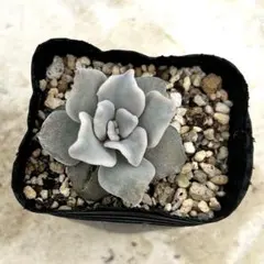 2025年最新】クリスペートビューティの人気アイテム - メルカリ