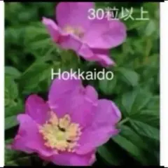 夏の花　北海道　ハマナス 花 苗　　種 30粒以上のサムネイル