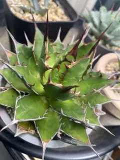 台湾 Agave アガベ ハイブッド 紫屈x嚴龍 子株 美株 - メルカリ