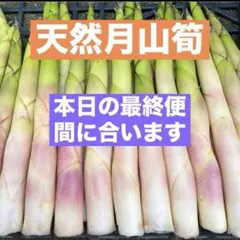 山形県産　天然月山筍（根曲がり竹）森の凛さん採取　たけのこ　姫竹　その80