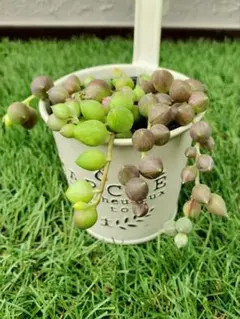 2026年最新】抜き苗の人気アイテム - メルカリ