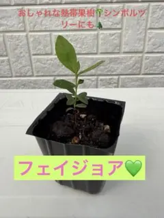 페이조아 모종 열대 과일 나무