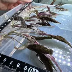 みーみー@まとめ割引はプロフ確認ください様 リクエスト 2点 まとめ商品