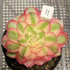 77#多肉植物アエオニウム錦❤️ ガーネット白斑錦 ❤️1大頭12cm拔き苗