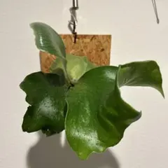 2025年最新】ビカクシダ 胞子培養の人気アイテム - メルカリ