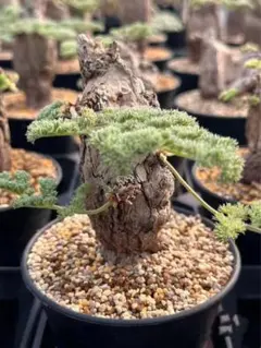 2025年最新】ペラルゴニウムトリステの人気アイテム - メルカリ