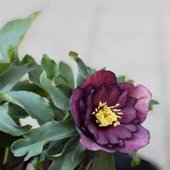 2026年最新】広瀬園芸の人気アイテム - メルカリ