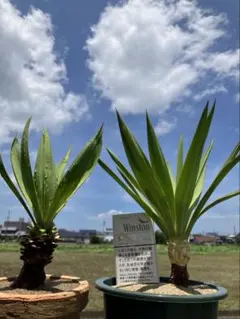ユッカグロリオサ 極上株（鉢植え4年もの) - メルカリ
