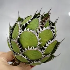 2026年最新】ホリダ 陽炎の人気アイテム - メルカリ