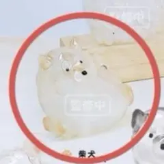 うちの子のけだまだま　犬のけだまだま　柴犬