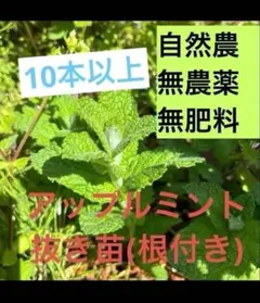 ☘️自然農抜き苗10本以上)アップルミント 根っこ付き　無農薬　無肥料のサムネイル