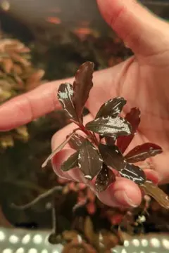 2026年最新】bucephalandraの人気アイテム - メルカリ