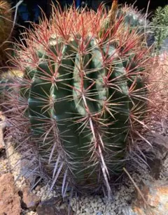 純黄刺 金冠竜 実生 鉢植えメルカリ便送料込み 2025年最新】金冠竜の人気アイテム - メルカリ