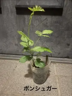 skmw様 リクエスト 2点 まとめ商品