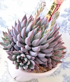 2025年最新】ミックスベリア 青鬼の人気アイテム - メルカリ