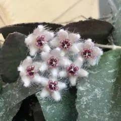 sitetkmt様 リクエスト 2点 まとめ商品