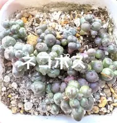 ♡まぁみ♡様 リクエスト 2点 まとめ商品　　1050+200=1250