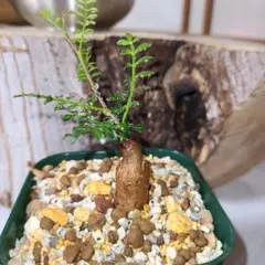 オペルクリカリア　パキプス　４株セット　根挿し株【匿名配送】 ザ・ファームセレクト]オペルクリカリア：パキプス 4号24-01（根