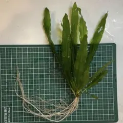 2025年最新】エキノドルス ホレマニーの人気アイテム - メルカリ