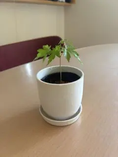 もみじ　モミジ　イロハモミジ　いろはもみじ　苗木　盆栽　観葉植物 【MJ-9】のサムネイル
