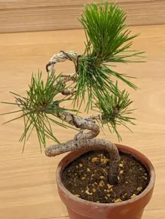 中型松盆栽 曲がった幹の陶器植え - メルカリ