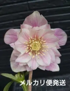 2026年最新】広瀬園芸 クリスマスローズの人気アイテム - メルカリ