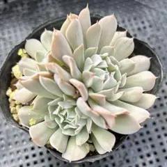 多肉植物No.21 レボリューション群生　9センチポット