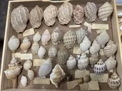 貝類標本 セット品