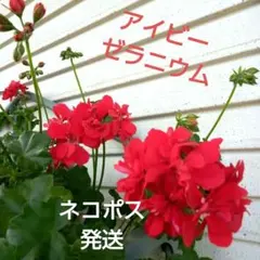 アイビーゼラニウム花色赤八重咲き根付き蕾付き常緑多年草のサムネイル