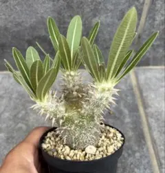 ① ディコトマ 5本 実生 抜き苗発送 アロエ Aloe dichotoma - メルカリ
