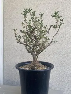 2025年最新】メストクレマ ツベローサムの人気アイテム - メルカリ