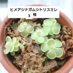 3苗セット Pinguicula esserian ムシトリスミレ 食虫植物 - メルカリ