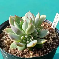 2026年最新】ロウルサンコ 多肉の人気アイテム - メルカリ