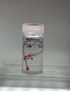 2026年最新】透明標本 魚の人気アイテム - メルカリ