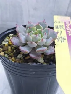 2025年最新】おらいさんの人気アイテム - メルカリ