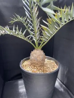 エンセファラルトス ホリダス Encephalartos horridusのサムネイル