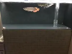 2025年最新】アクリル水槽 1500の人気アイテム - メルカリ