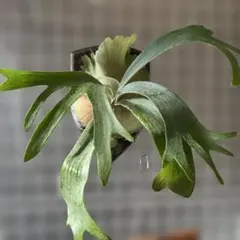 ビカクシダ　バーレーン　大株 板付 観葉植物 人気の大型品種♫ ！超超美株 森の王冠！〖