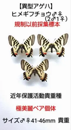 2026年最新】ギフチョウ標本の人気アイテム - メルカリ
