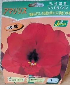 アマリリス 球根 レッドライオン 大球 1球のサムネイル