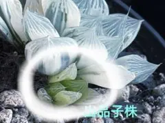 2026年最新】ハオルチア 白蛇伝の人気アイテム - メルカリ