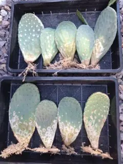 2025年最新】サボテン オプンチアの人気アイテム - メルカリ