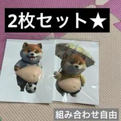 2枚組　新品　柴犬　おなかプニプニ　シール　ステッカー　3D