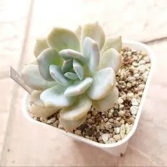 Top【選抜株】多肉植物 361589ブルー アンド ワイト40個 鉢無し/脱土
