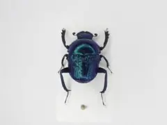 メキシコの糞虫2頭セット 標本 糞虫 昆虫 - メルカリ